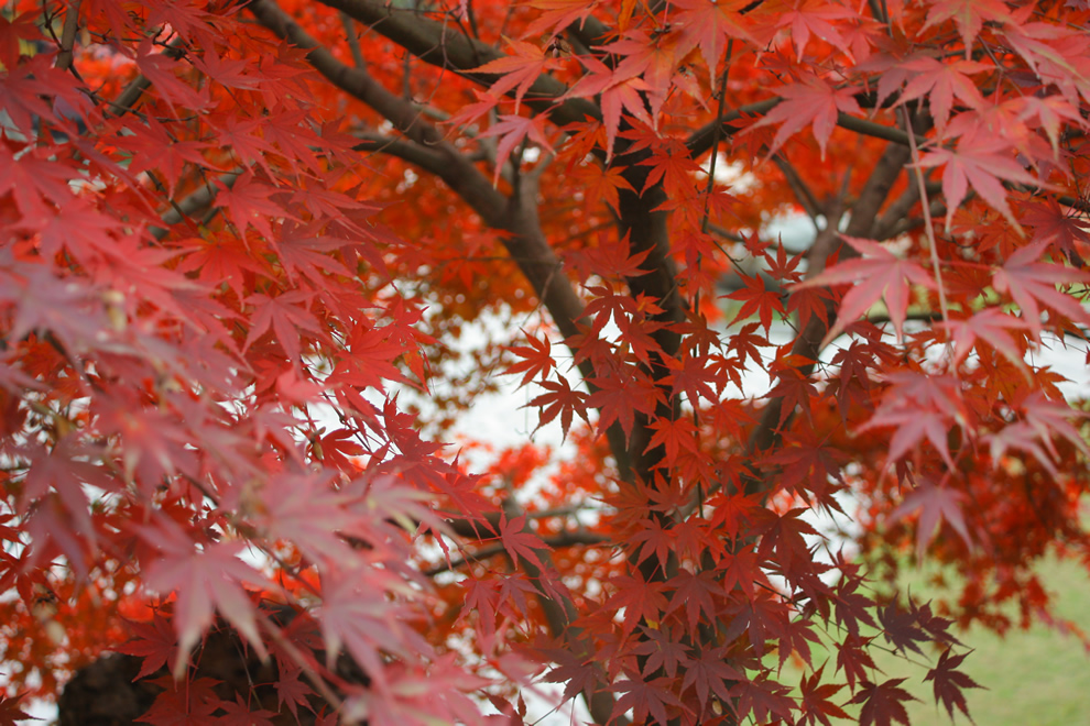 光景 