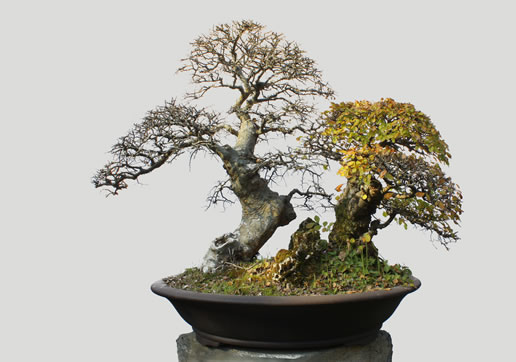 盆 景