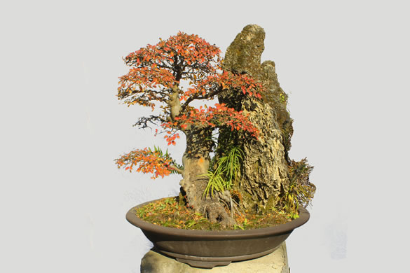  盘景