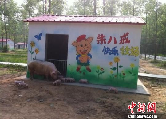 猪儿们在别墅旁自由散步 朱志庚 摄